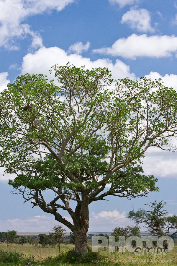 Trees, Birds, Flowers  of East Africa