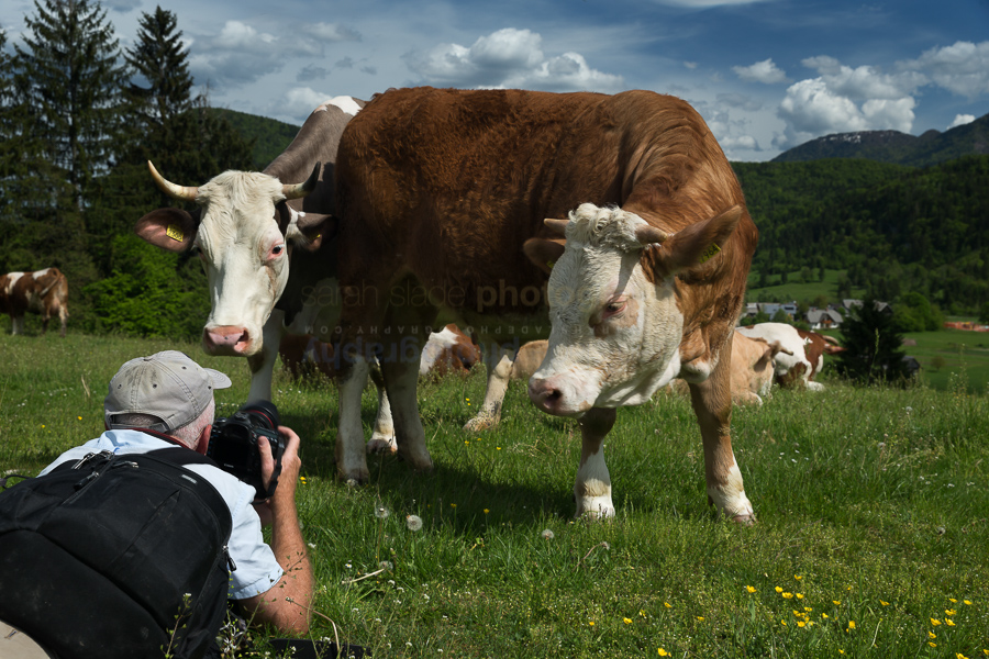 Architecture and Landscapes of Slovenia