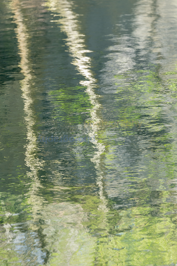 Silver birch abstract
