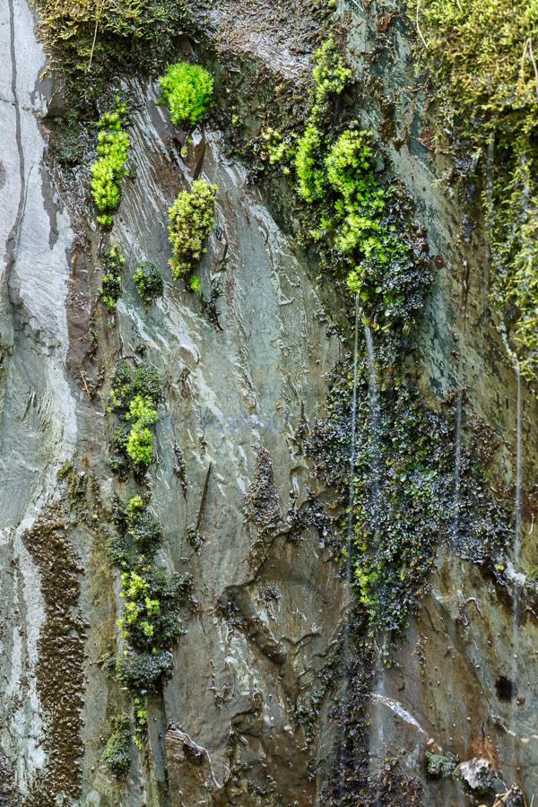 Tiny waterfalls in springtime 1