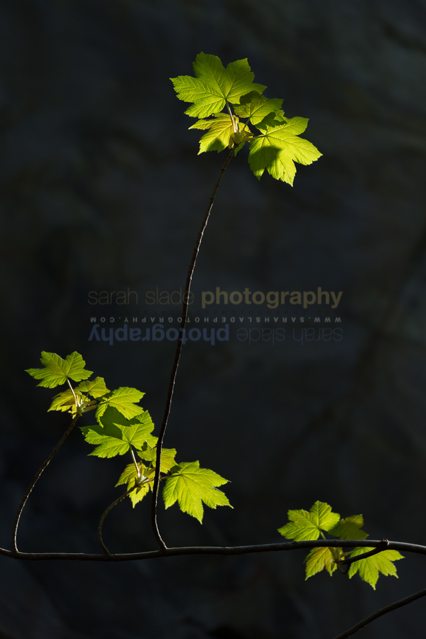 Sunlit birch leaves