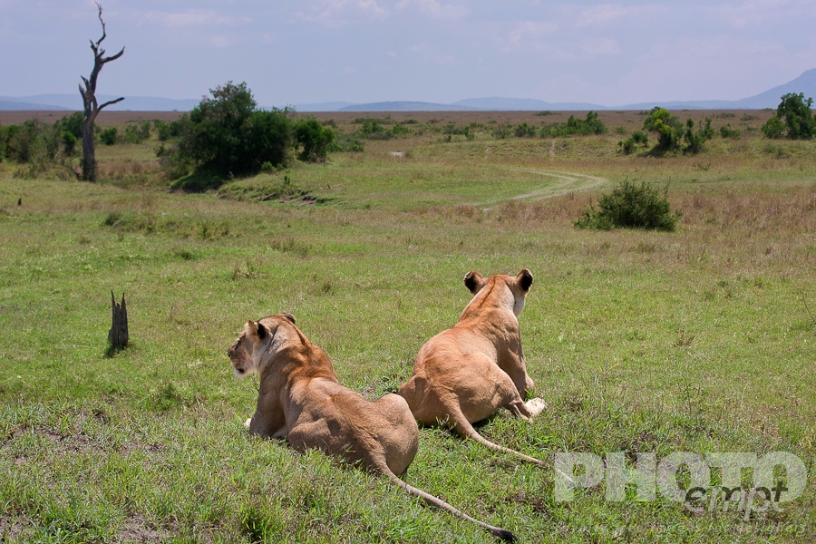 Big Cats of East Africa
