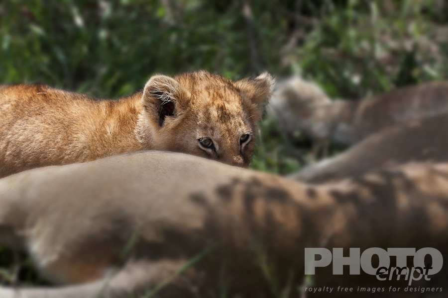 Big Cats of East Africa