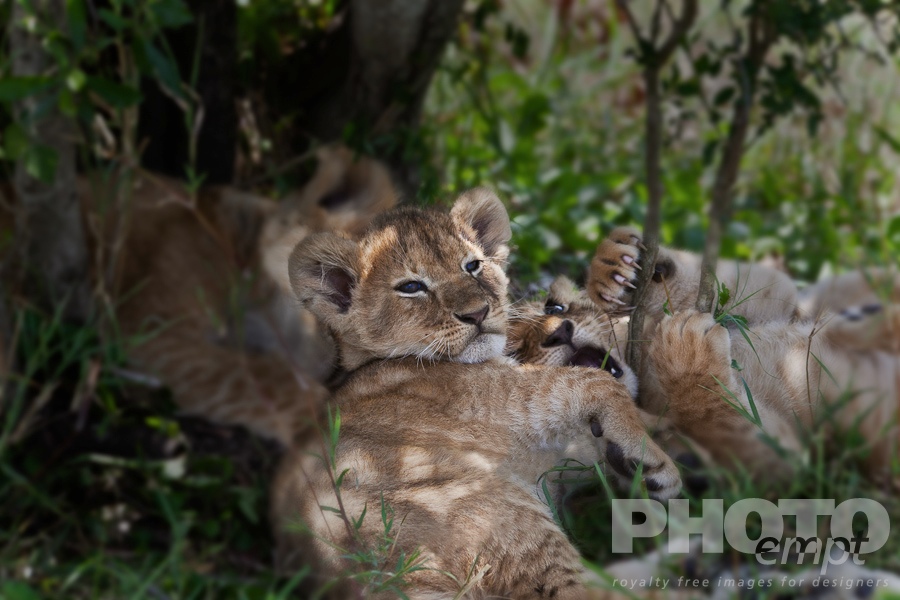 Big Cats of East Africa