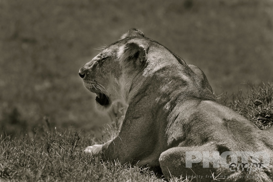 Big Cats of East Africa