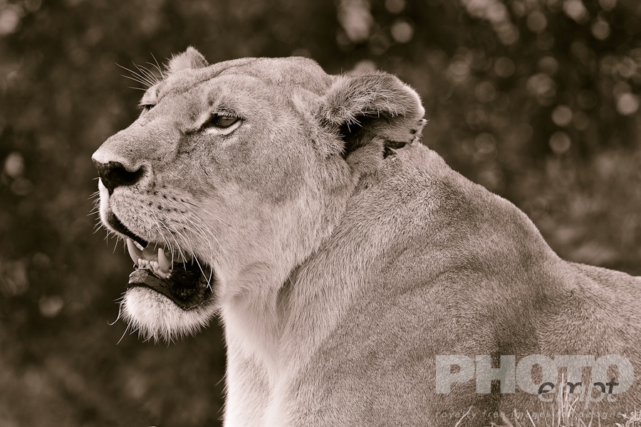 Big Cats of East Africa