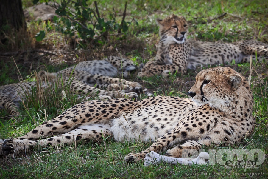 Big Cats of East Africa