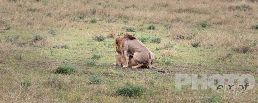 Big Cats of East Africa