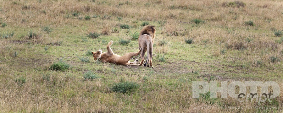 Big Cats of East Africa