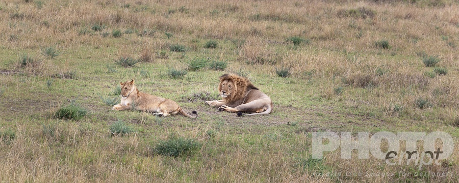 Big Cats of East Africa