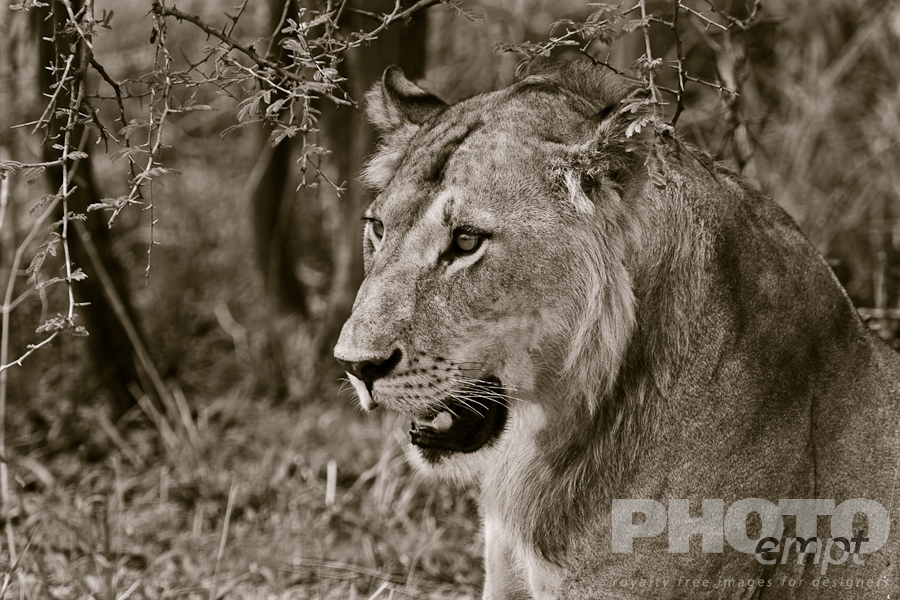 Big Cats of East Africa