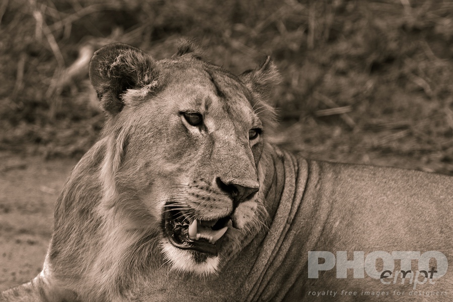 Big Cats of East Africa