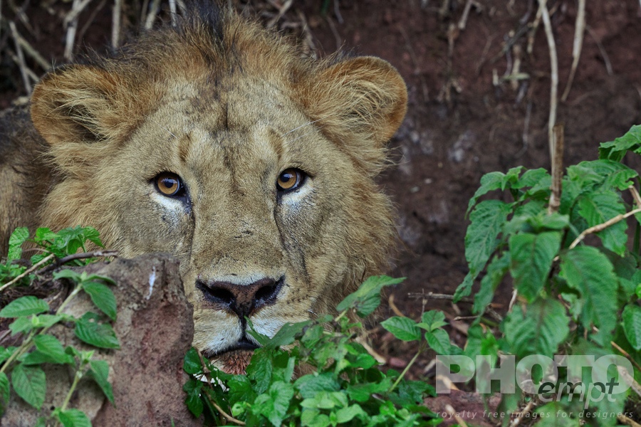 Big Cats of East Africa