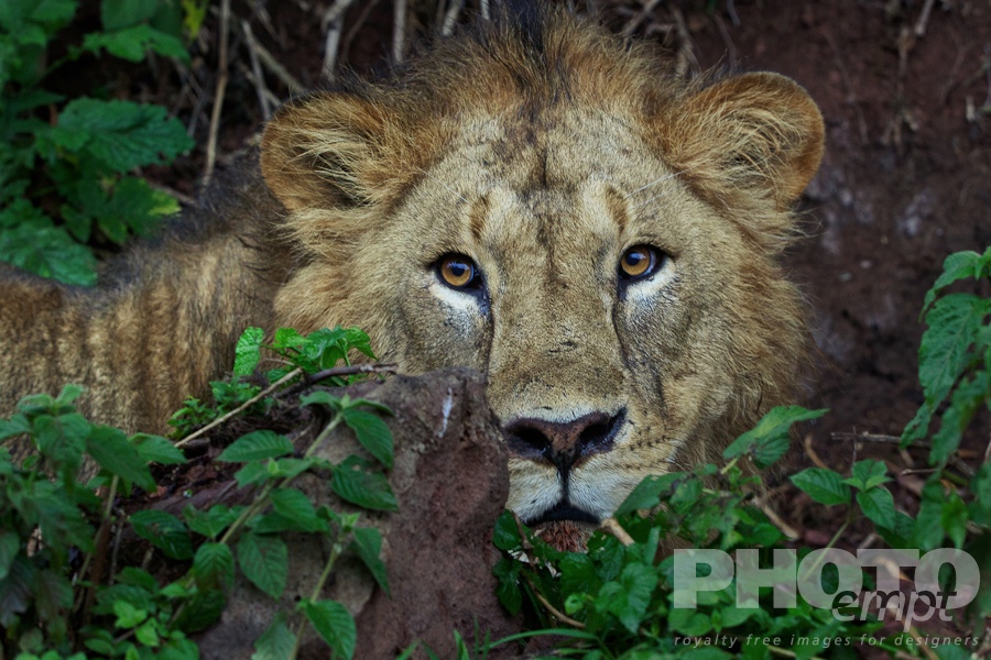 Big Cats of East Africa