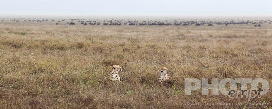 Big Cats of East Africa