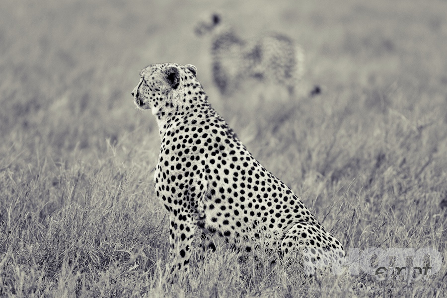 Big Cats of East Africa