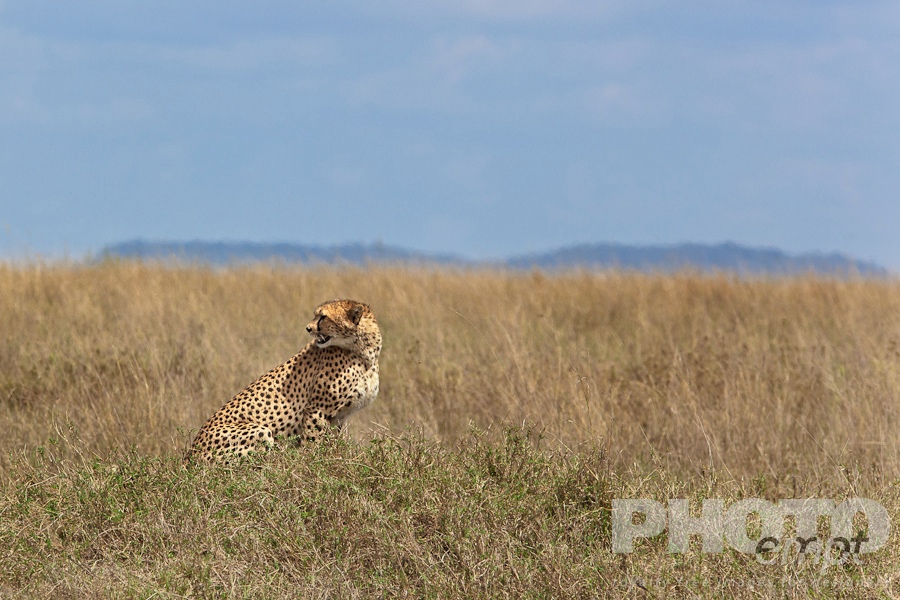 Big Cats of East Africa