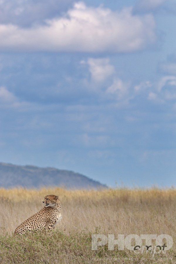 Big Cats of East Africa