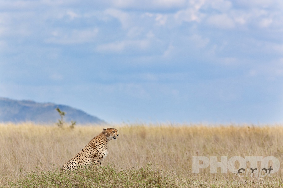 Big Cats of East Africa