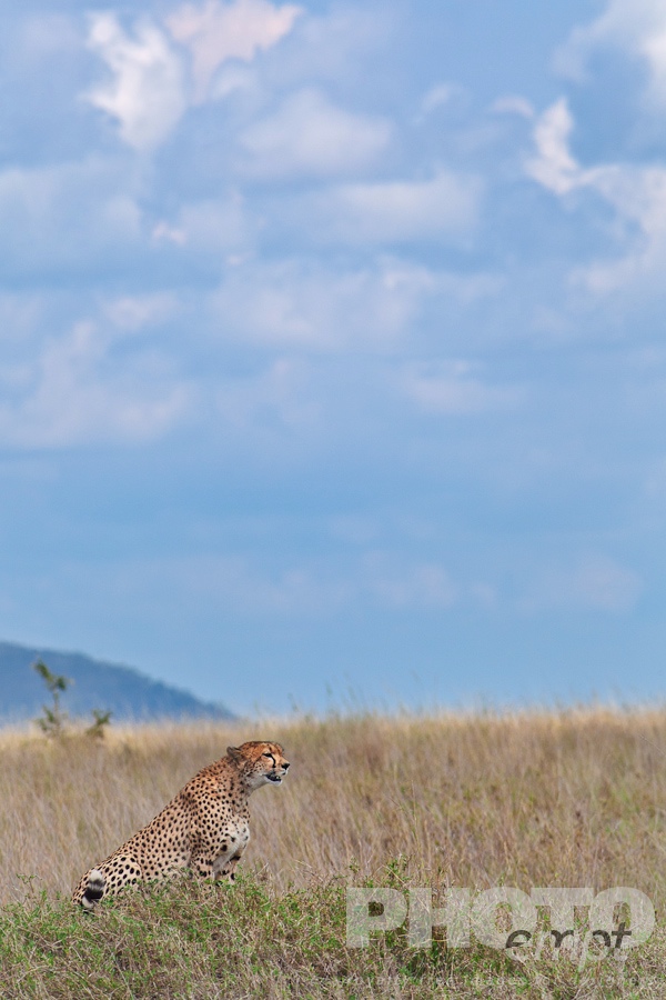 Big Cats of East Africa