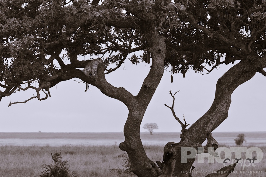 Big Cats of East Africa