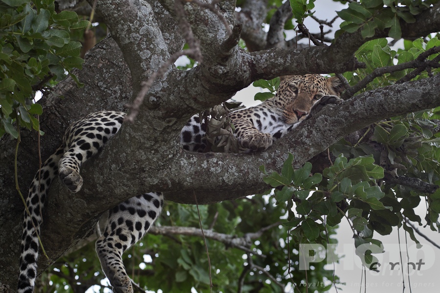 Big Cats of East Africa