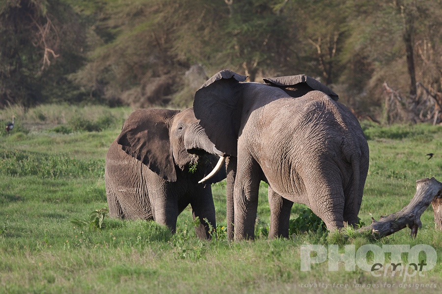 Elephants of East Africa