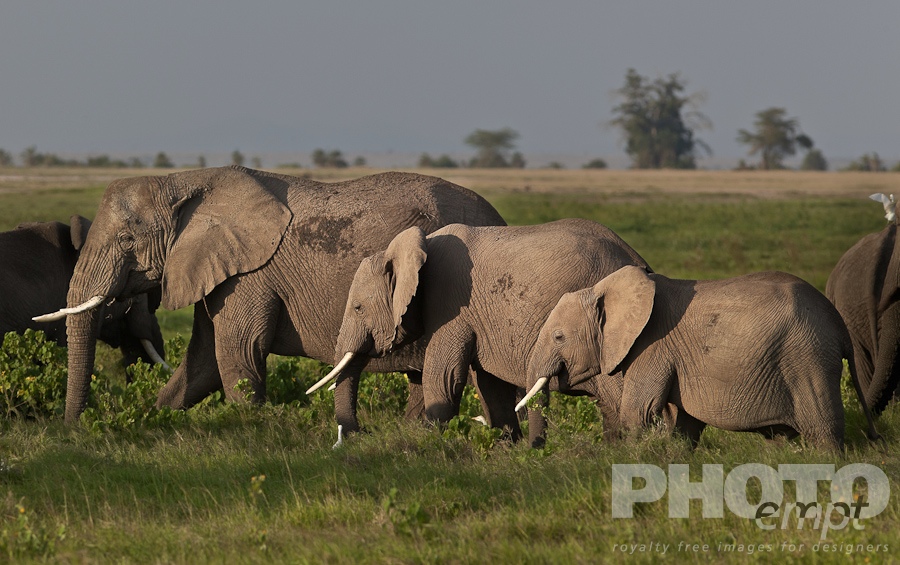 Elephants of East Africa