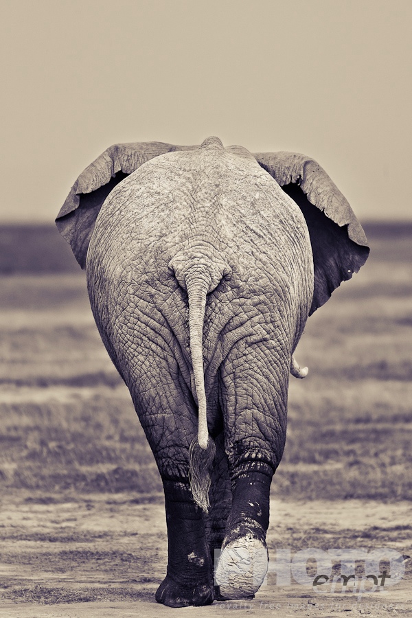 Elephants of East Africa