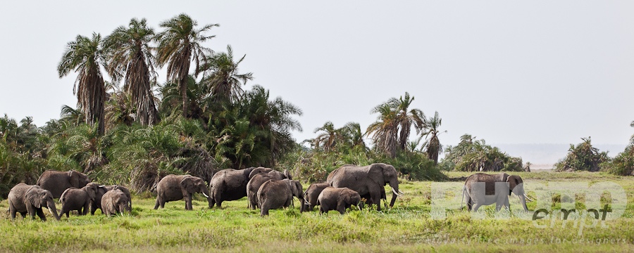 Elephants of East Africa