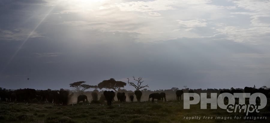 Elephants of East Africa