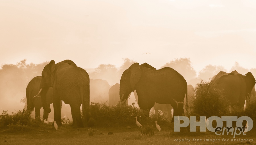 Elephants of East Africa
