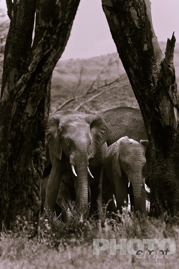 Elephants of East Africa
