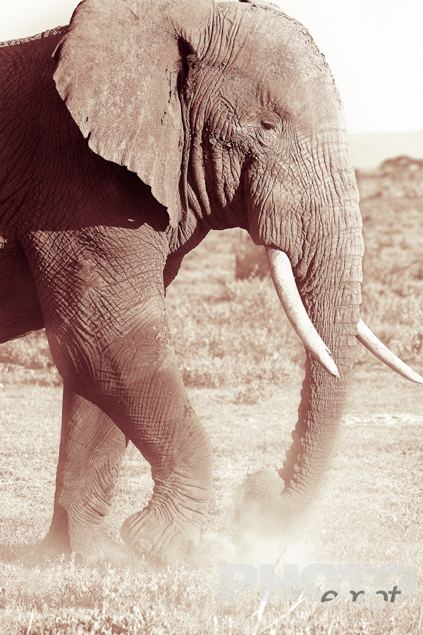 Elephants of East Africa