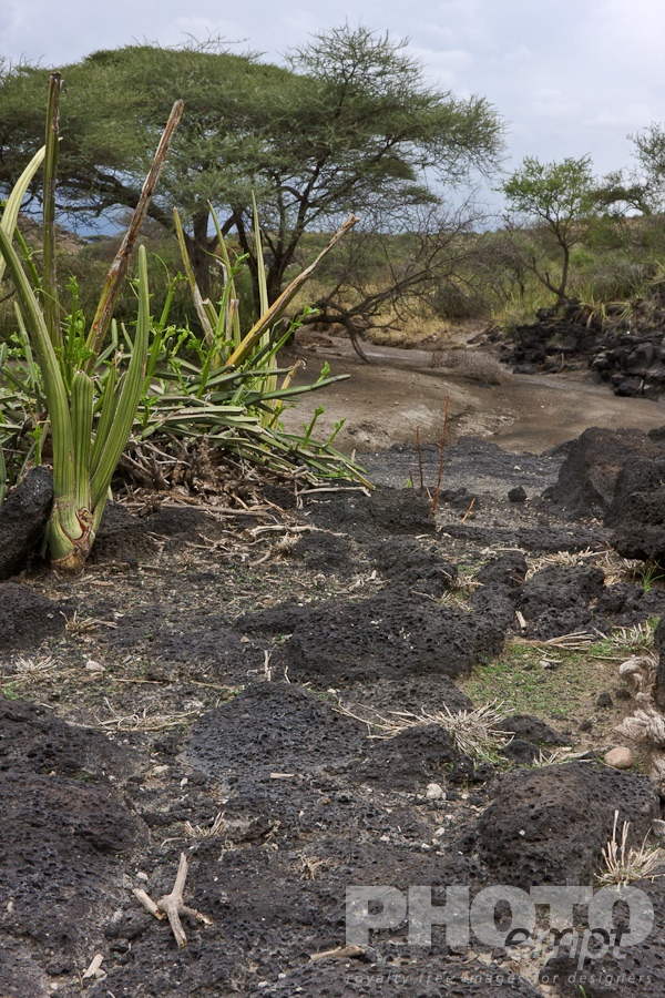 Landscapes of East Africa