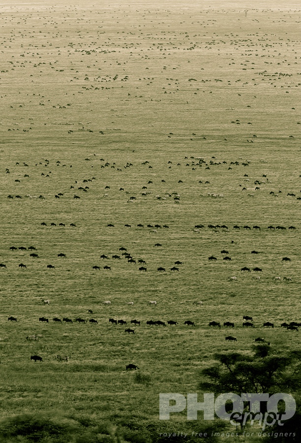 Landscapes of East Africa