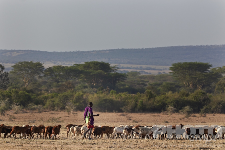 Masai Traditions of East Africa