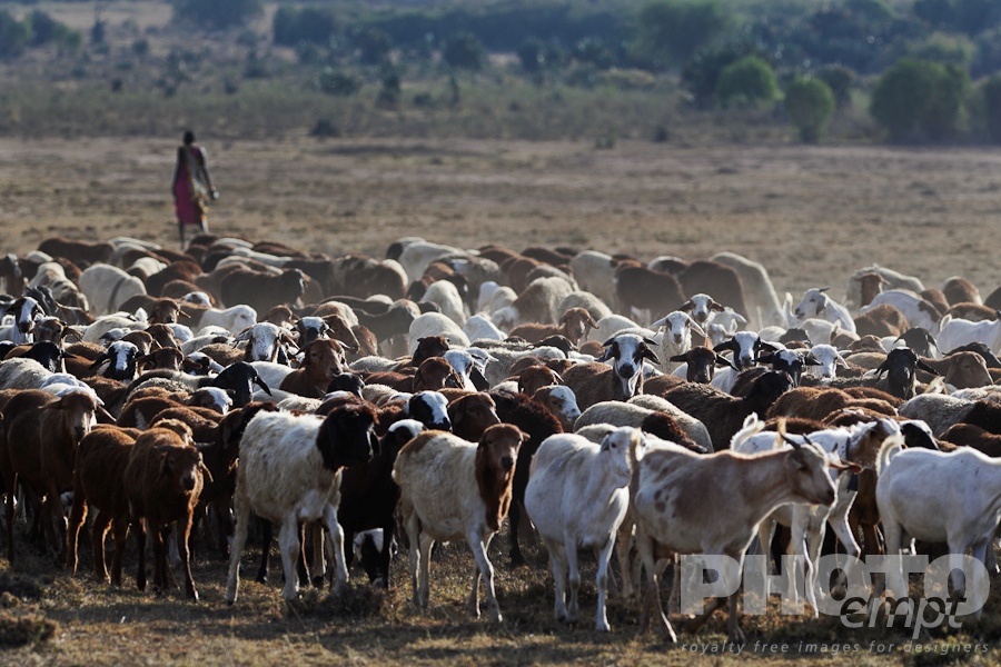 Masai Traditions of East Africa
