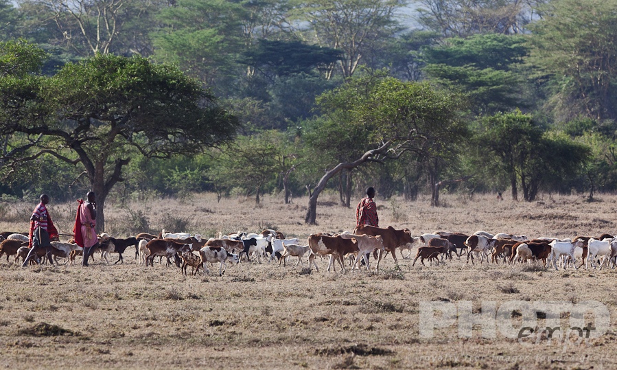 Masai Traditions of East Africa