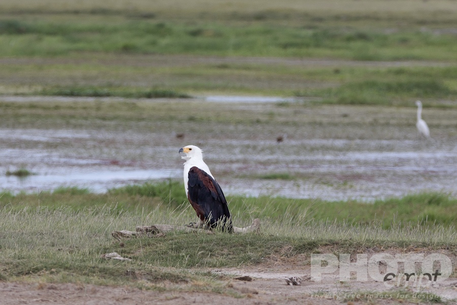 Trees, Birds, Flowers  of East Africa