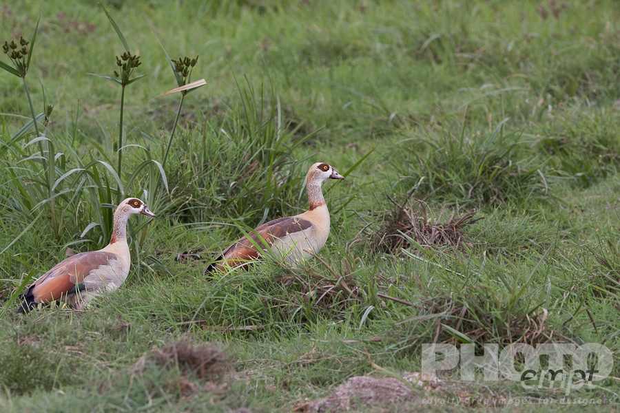 Trees, Birds, Flowers  of East Africa