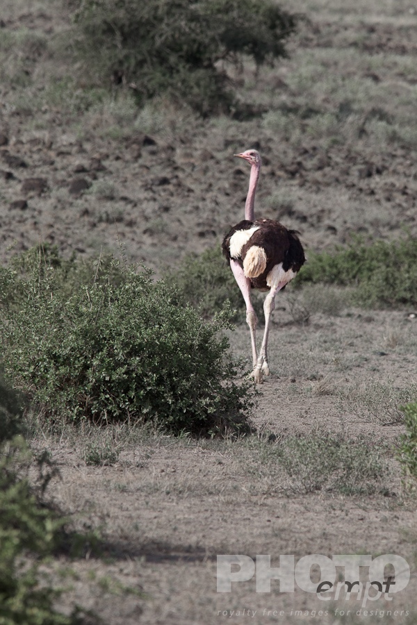 Trees, Birds, Flowers  of East Africa