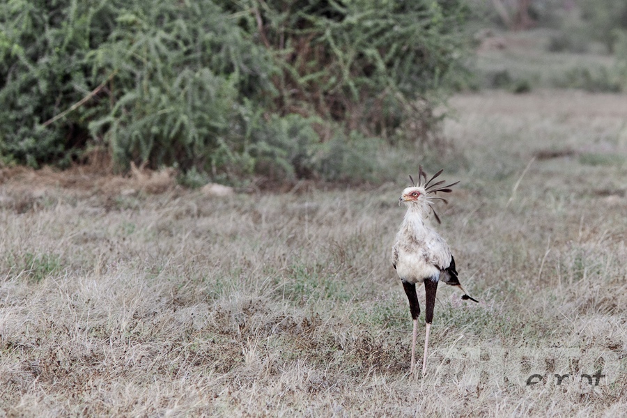 Trees, Birds, Flowers  of East Africa