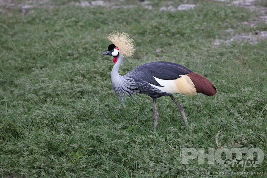 Trees, Birds, Flowers  of East Africa