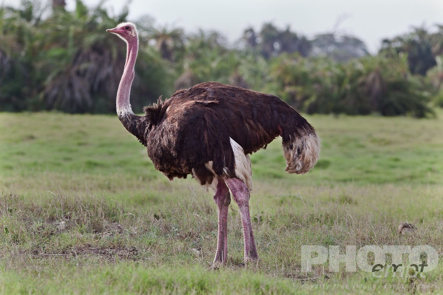 Trees, Birds, Flowers  of East Africa