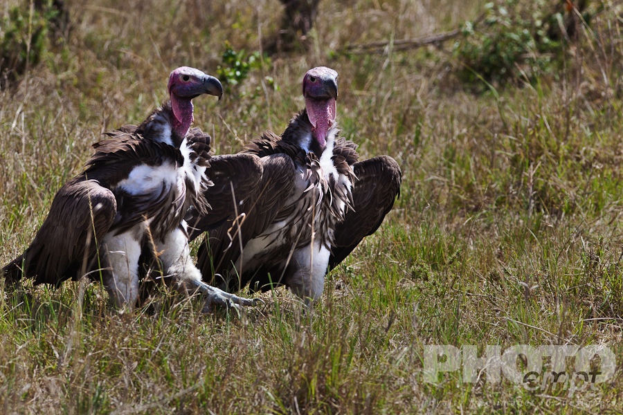 Trees, Birds, Flowers  of East Africa