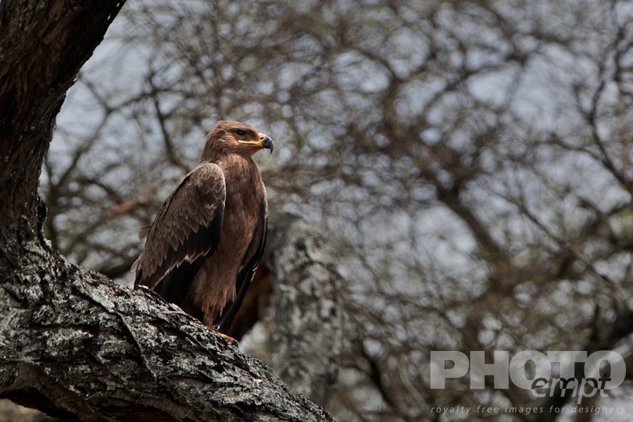 Trees, Birds, Flowers  of East Africa