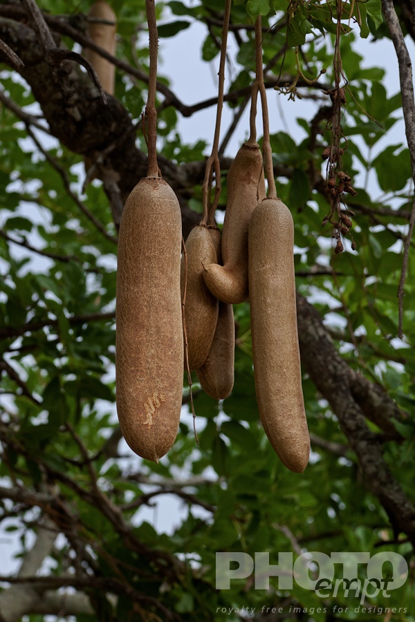 Trees, Birds, Flowers  of East Africa