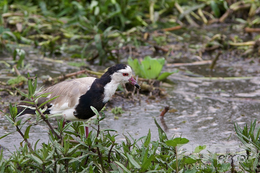 Trees, Birds, Flowers  of East Africa
