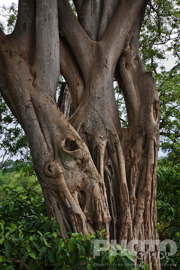 Trees, Birds, Flowers  of East Africa